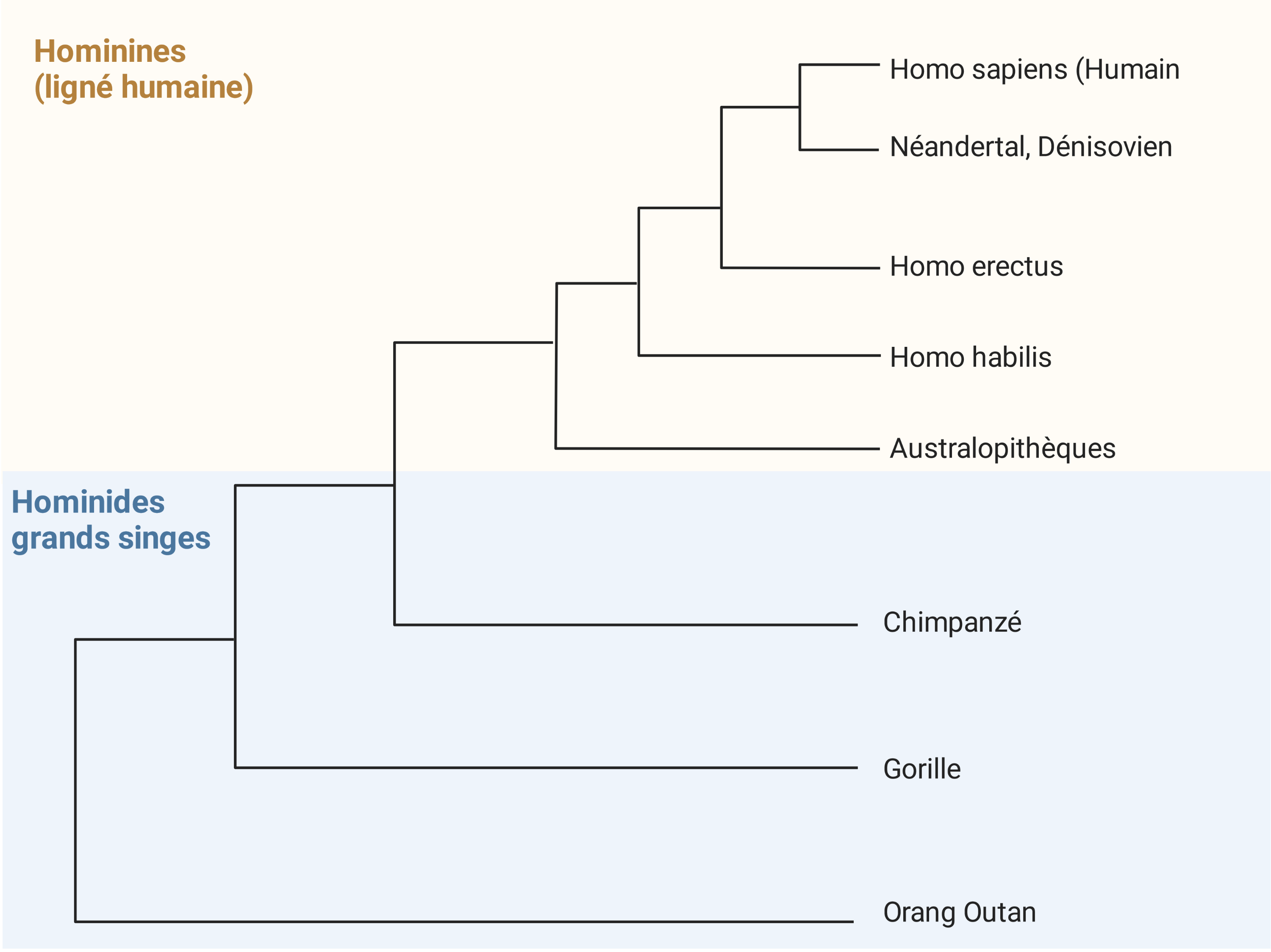 Arbre De L'évolution Humaine Néandertalienne
